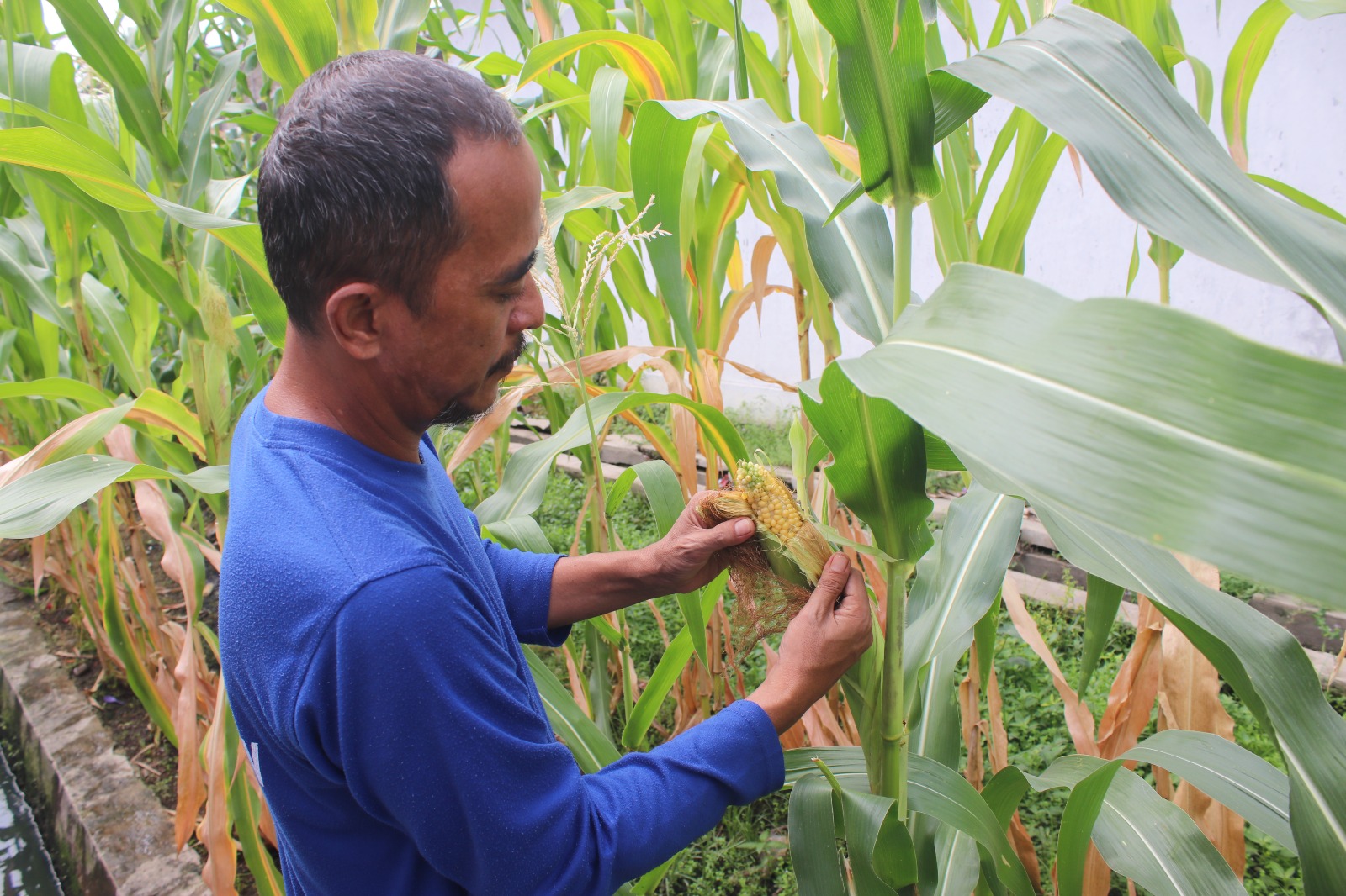 Dukung Ketahanan Pangan, Warga Binaan Lapas Banjarmasin Budidayakan Jagung Hibrida