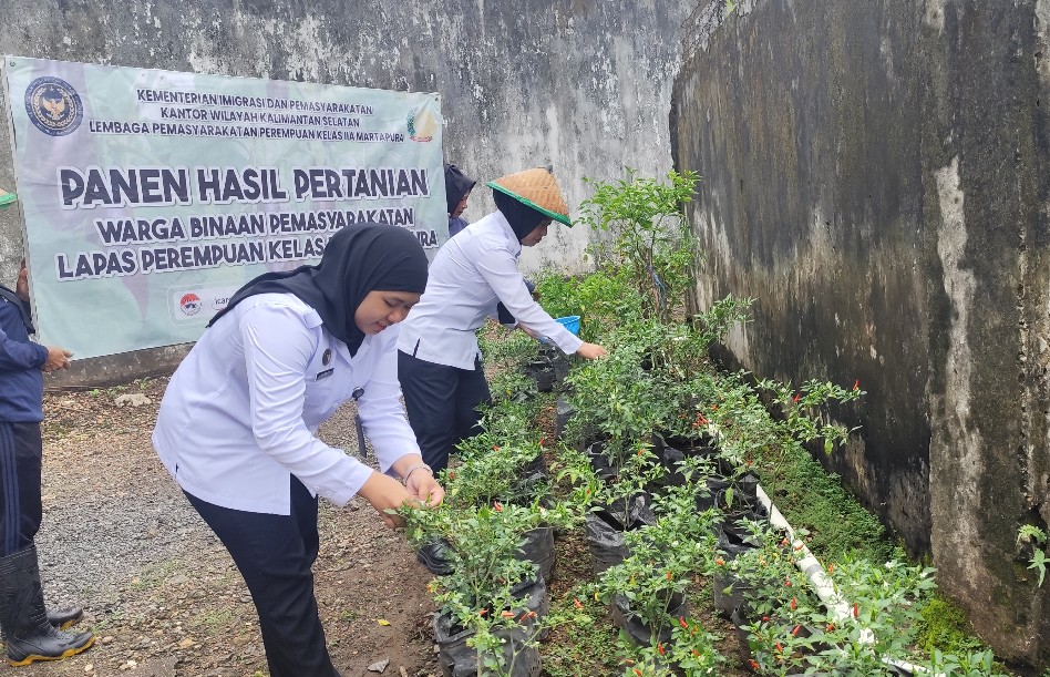 Dukung Ketahanan Pangan, Lapas Perempuan Martapura Panen Cabai