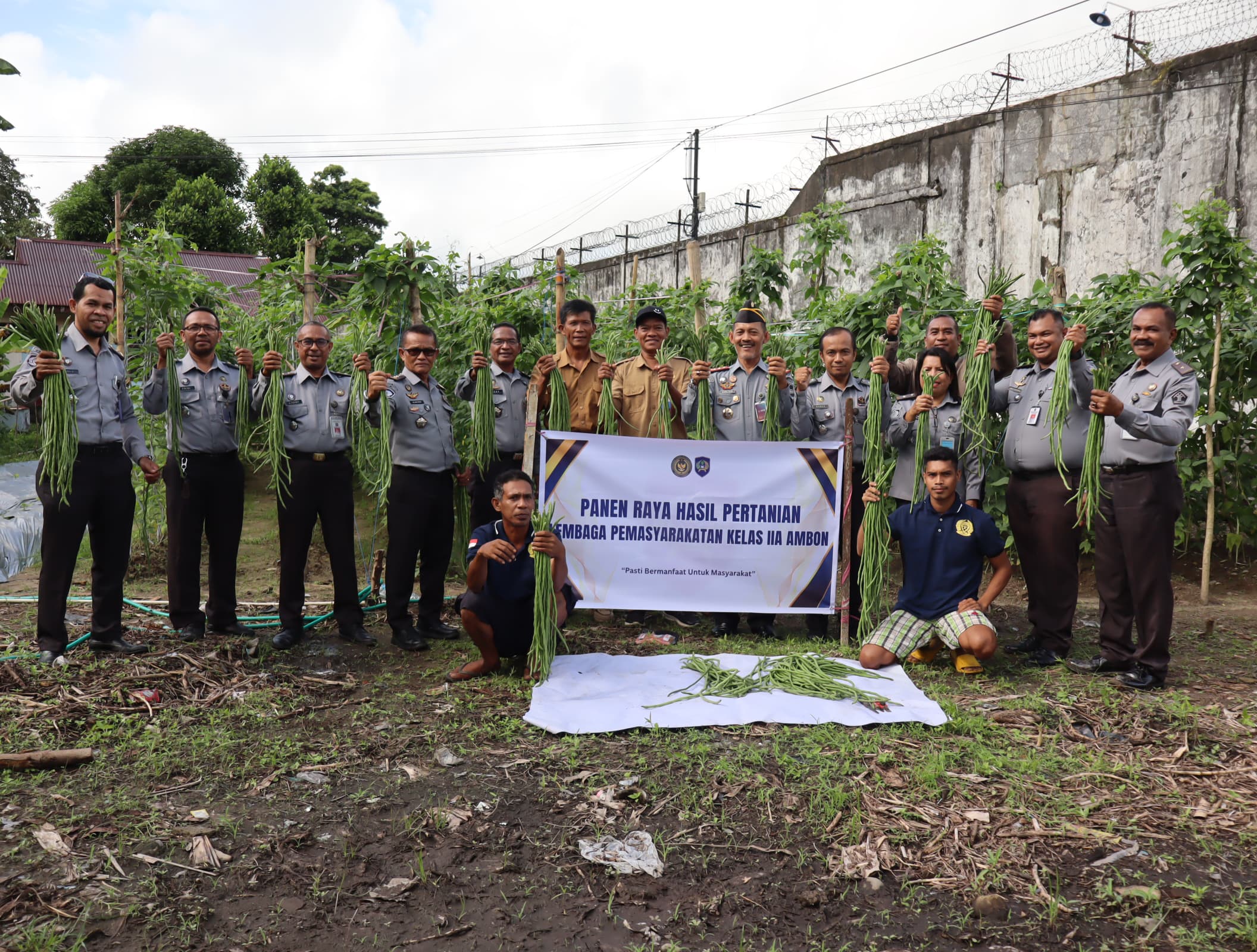 Gandeng Dinas Pertanian Maluku, Lapas Ambon Panen Kacang Panjang Hasil Program Ketahanan Pangan