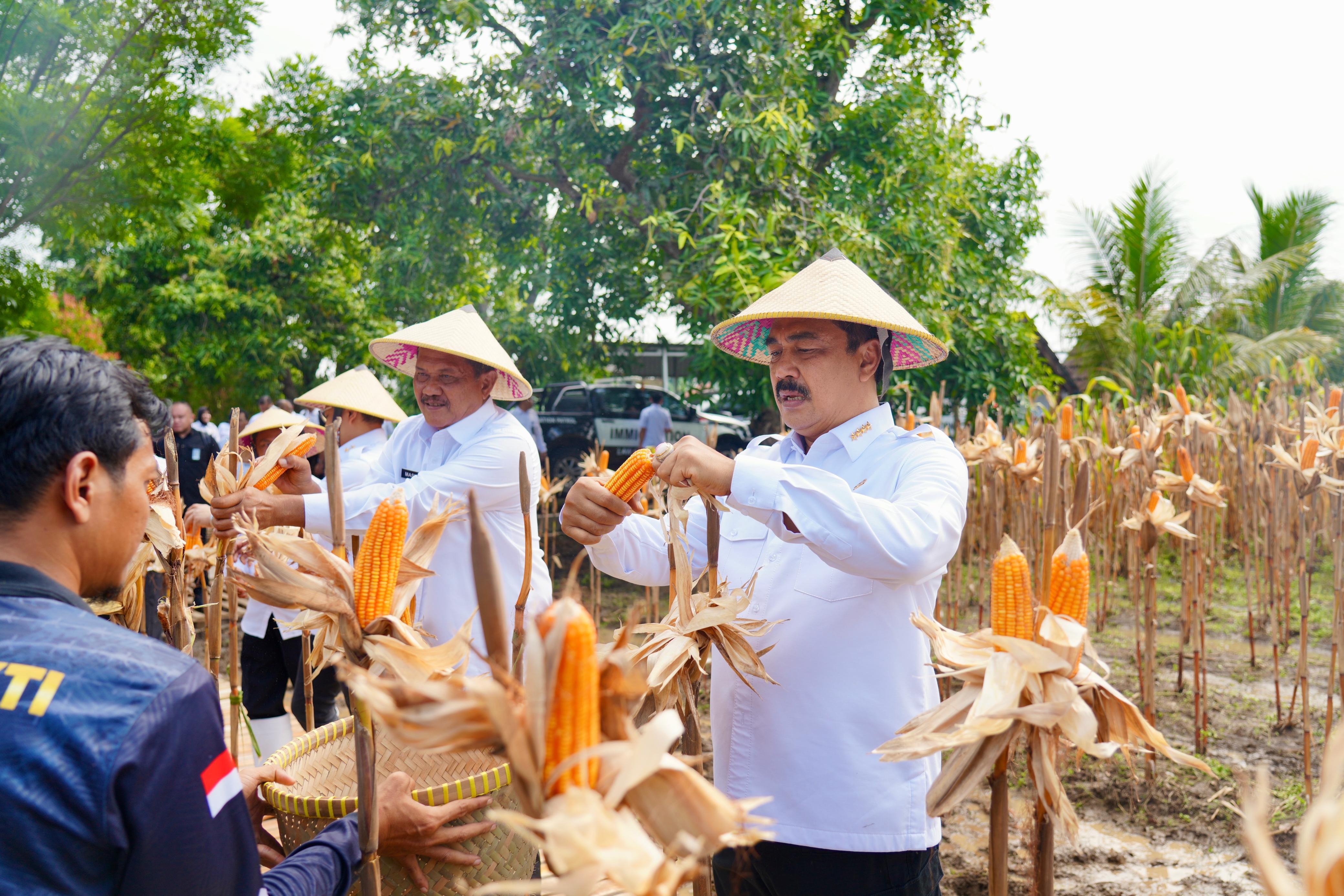 Kunjungi Lapas Terbuka Kendal, Menteri Imipas Pimpin Panen Jagung serta Pantau Peternakan Ikan dan Ayam