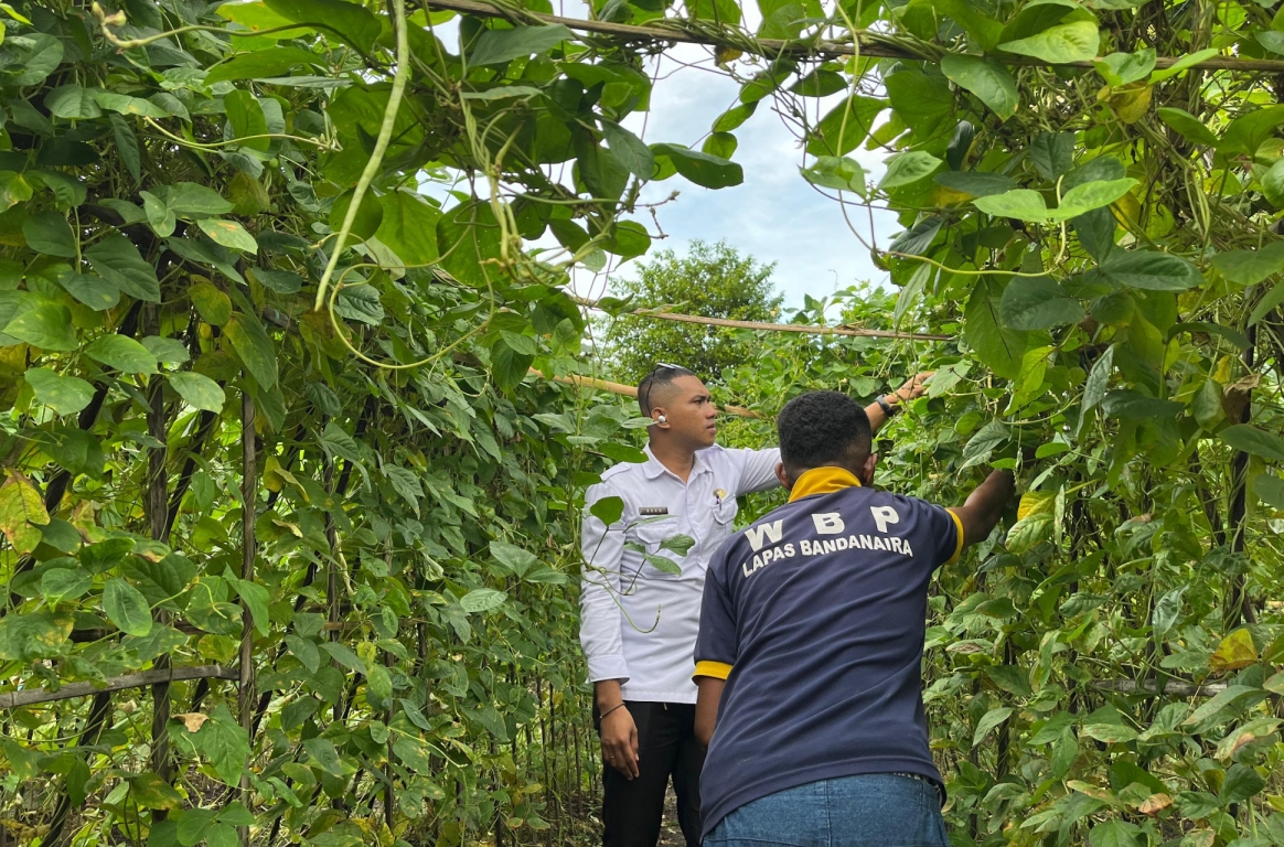 Panen Kacang Panjang di Lapas Bandanaira Jadi Bukti Nyata Kemandirian Pangan