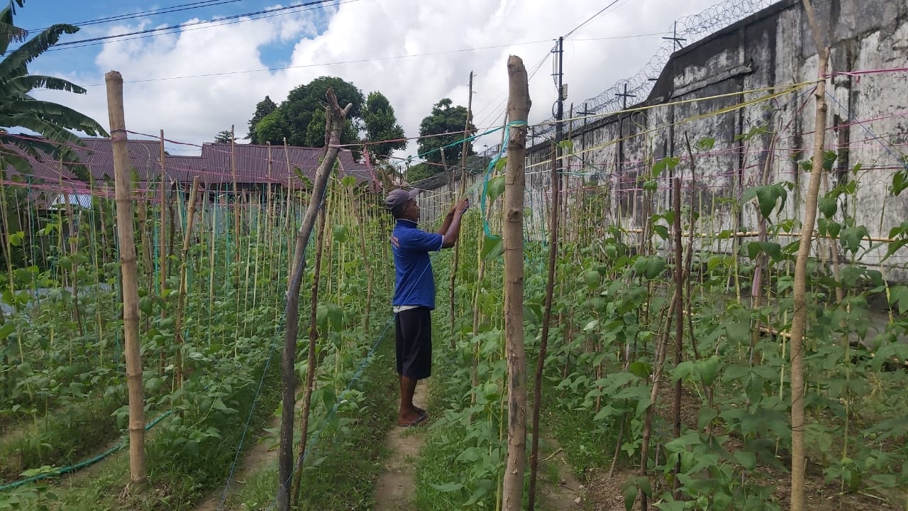 Dukung Program Ketahanan Pangan, Lapas Ambon Siap Panen 250 Pohon Kacang Panjang Juni 2025