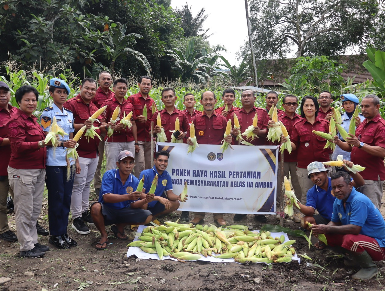 Dukung Ketahanan Pangan, Lapas Ambon Panen 150 Kg Jagung Manis