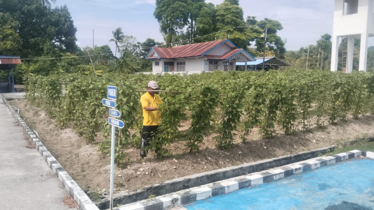 Asah Kemampuan Bertani, Warga Binaan Lapas Namlea Rawat Tanaman Jagung dan Buncis
