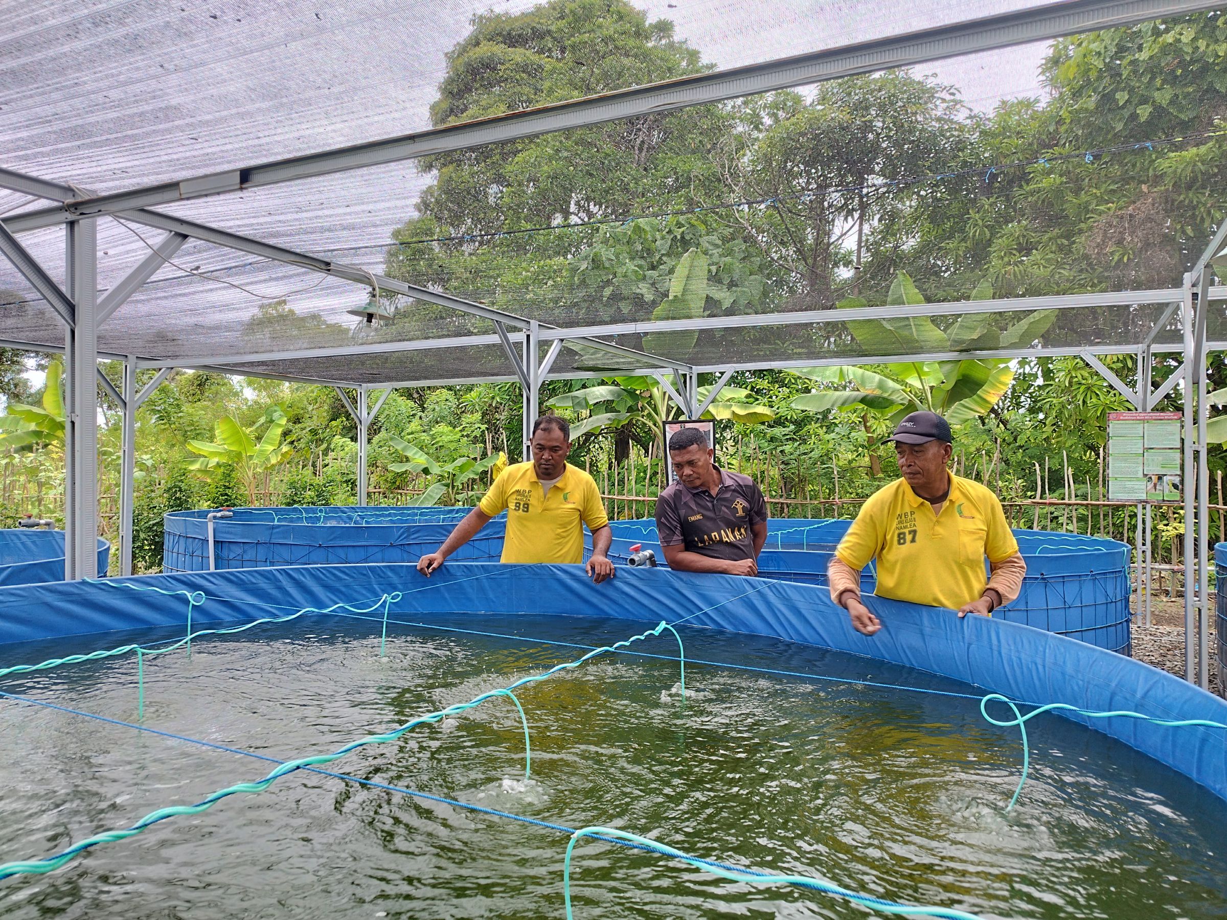 Kembangkan Potensi Ketahanan Pangan, Lapas Namlea Budidayakan Ribuan Ekor Ikan Nila