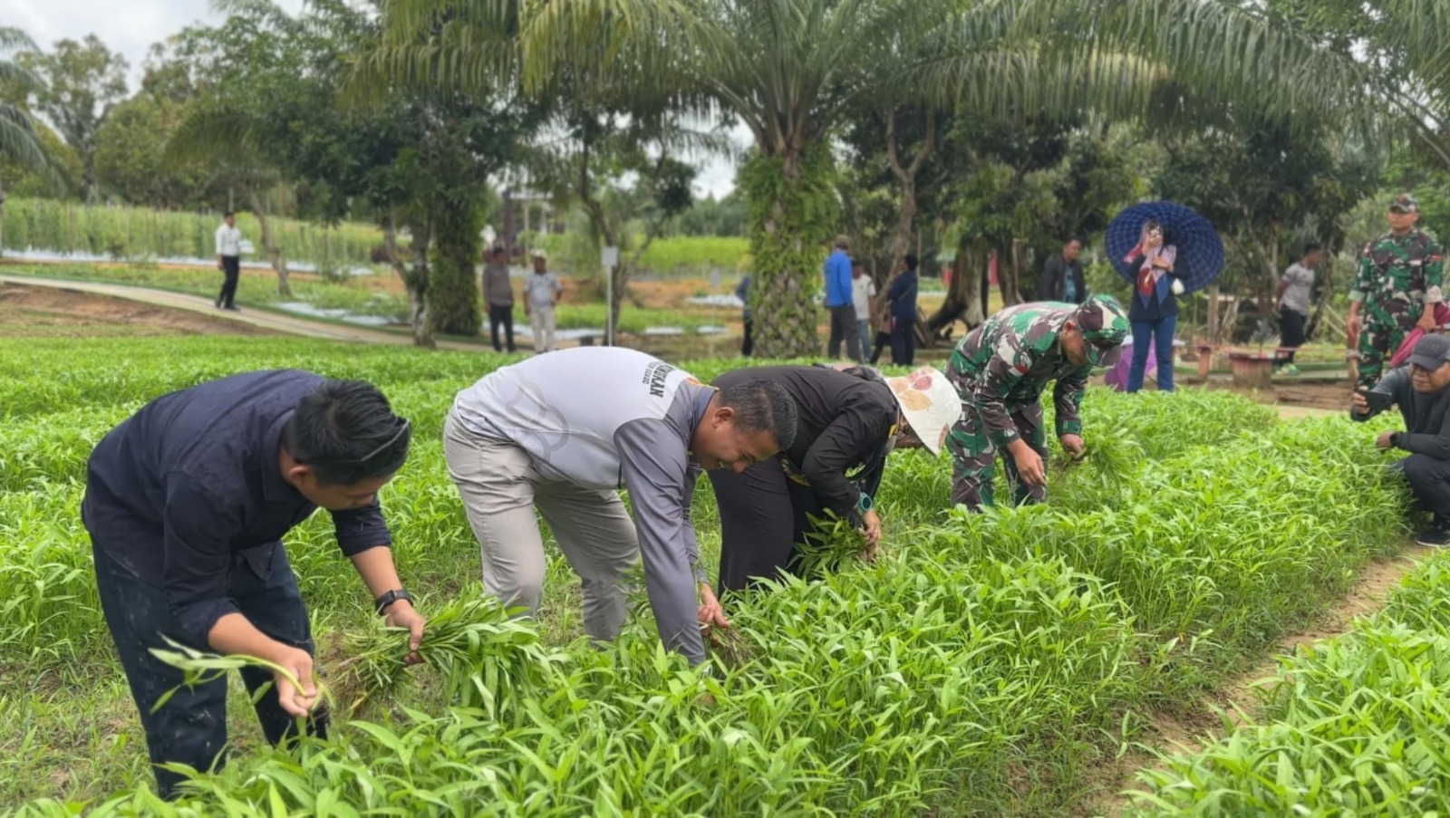 Bantu Penuhi Kebutuhan Pangan Masyarakat, Narapidana di Lapas Wilayah Kalimantan Timur-Utara Panen Sayur