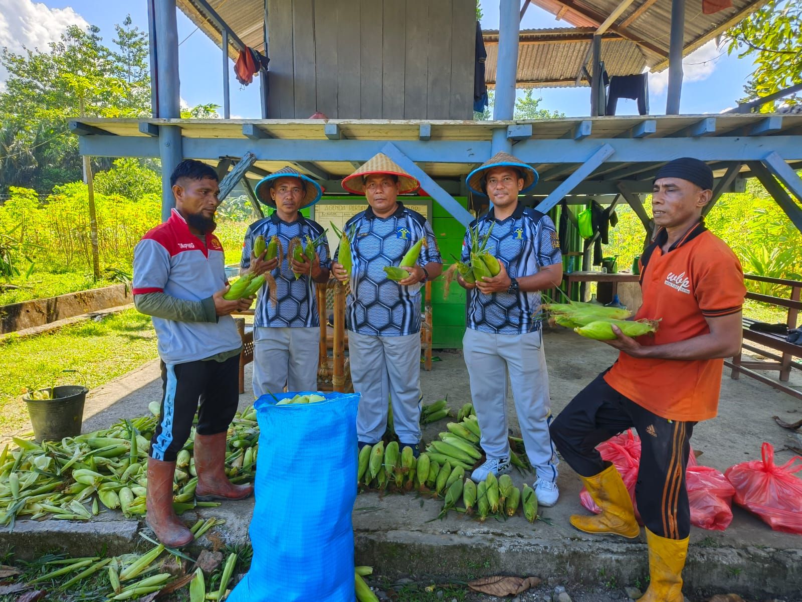 Dukung Ketahanan Pangan, Lahan SAE Lapas Piru Hasilkan Panen Jagung Berkualitas