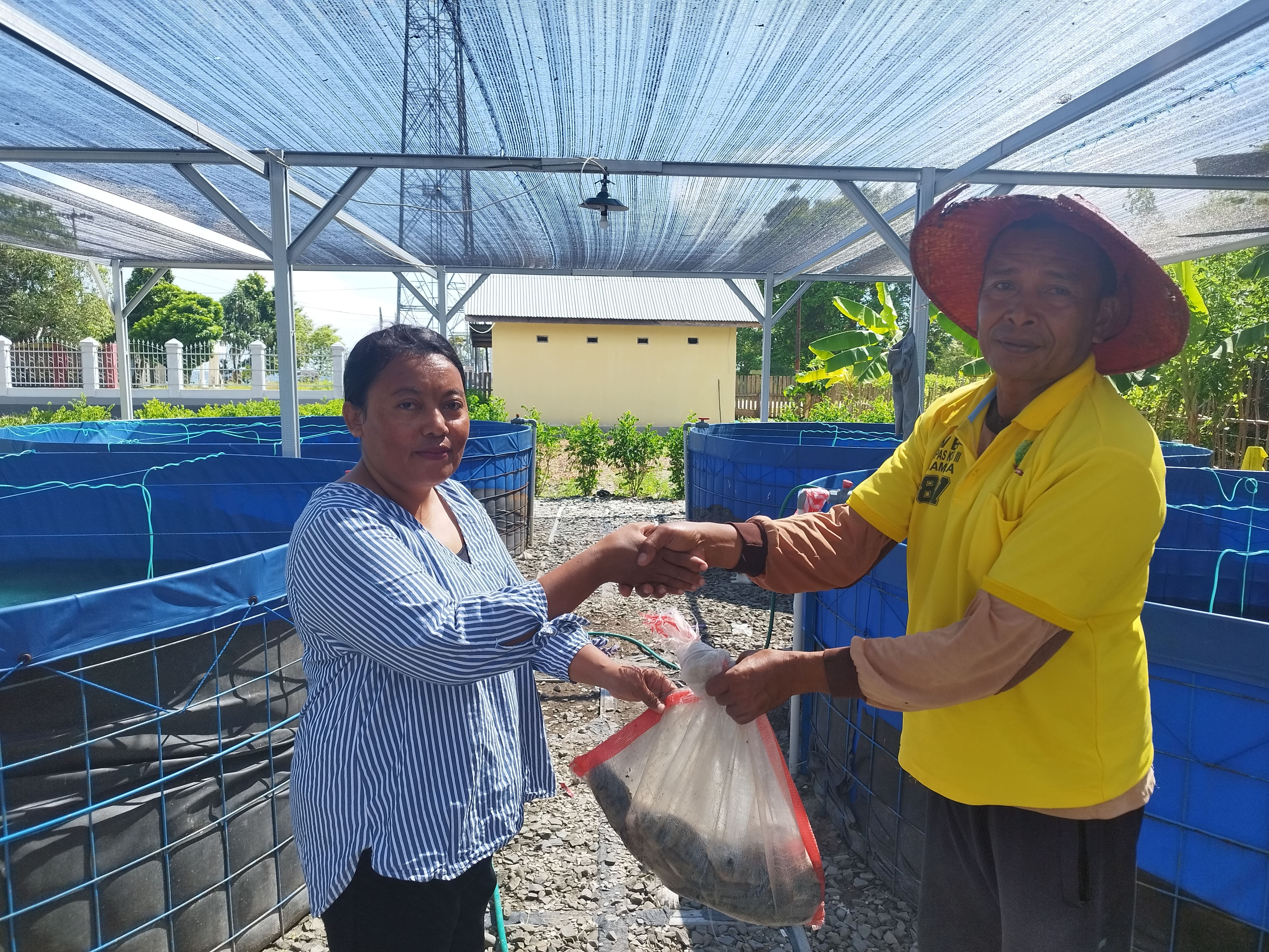 Warga Binaan Lapas Namlea Berhasil Budidayakan Ikan Nila, Hasil Panen Jadi Incaran Masyarakat