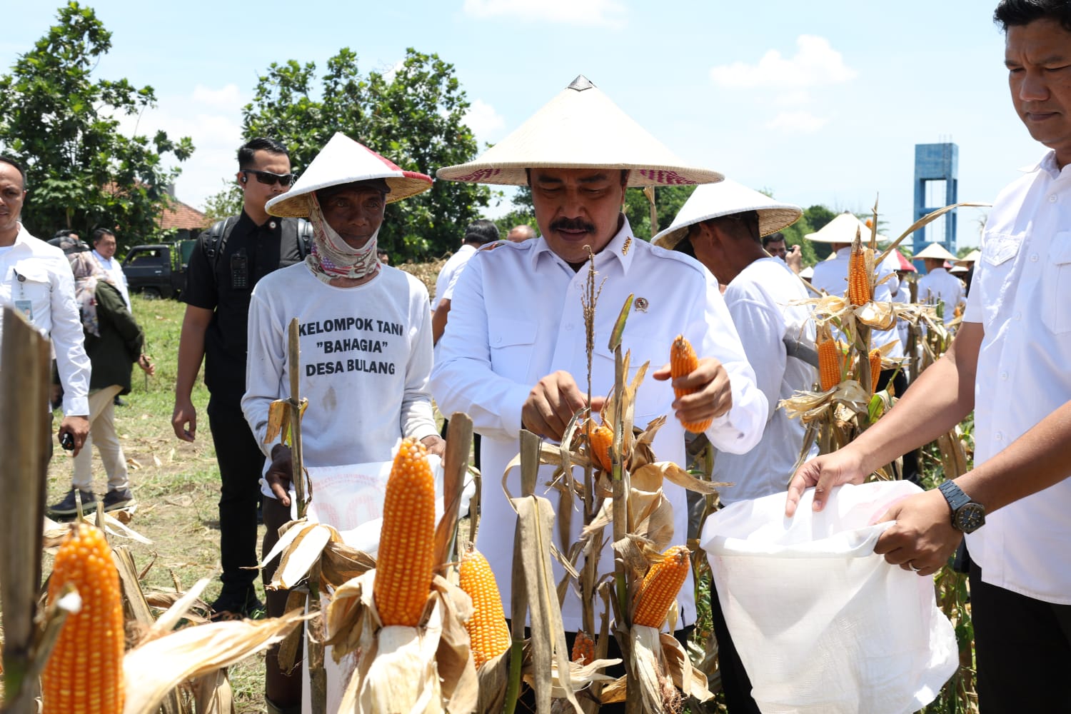 Dorong Ketahanan Pangan Nasional, Menteri Imipas Panen Jagung di Sidoarjo
