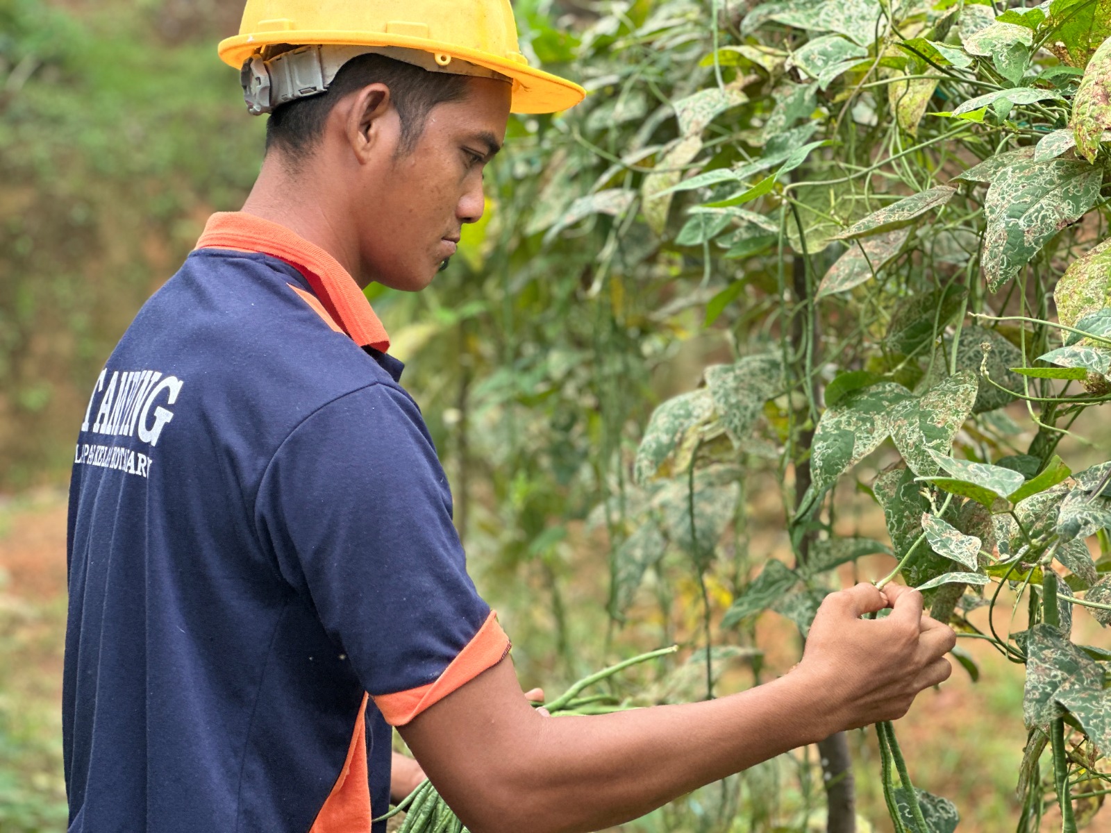 Panen Kacang Panjang Capai 90 Kg, Lapas Kotabaru Dukung Ketahanan Pangan Nasional