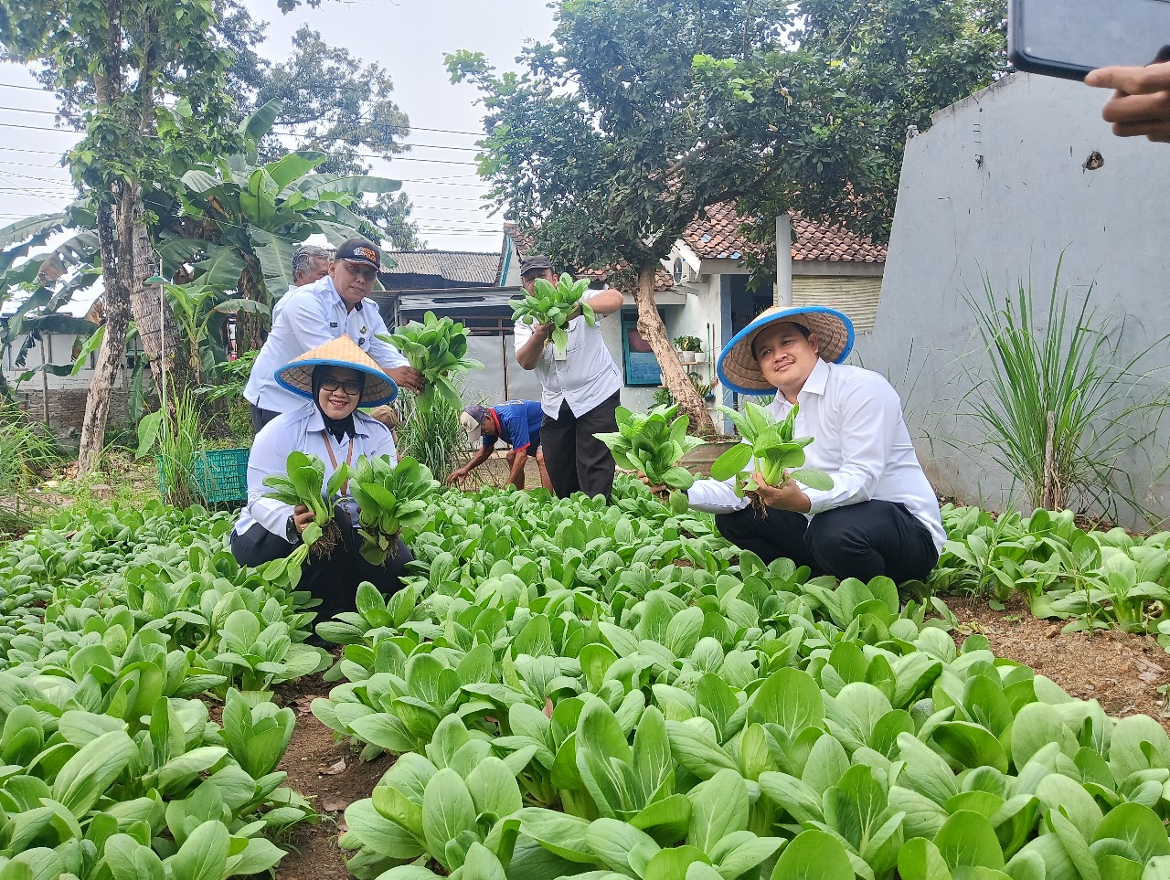 Panen Pokcoy Rutan Banyumas, Langkah Nyata Menuju Kemandirian Pangan
