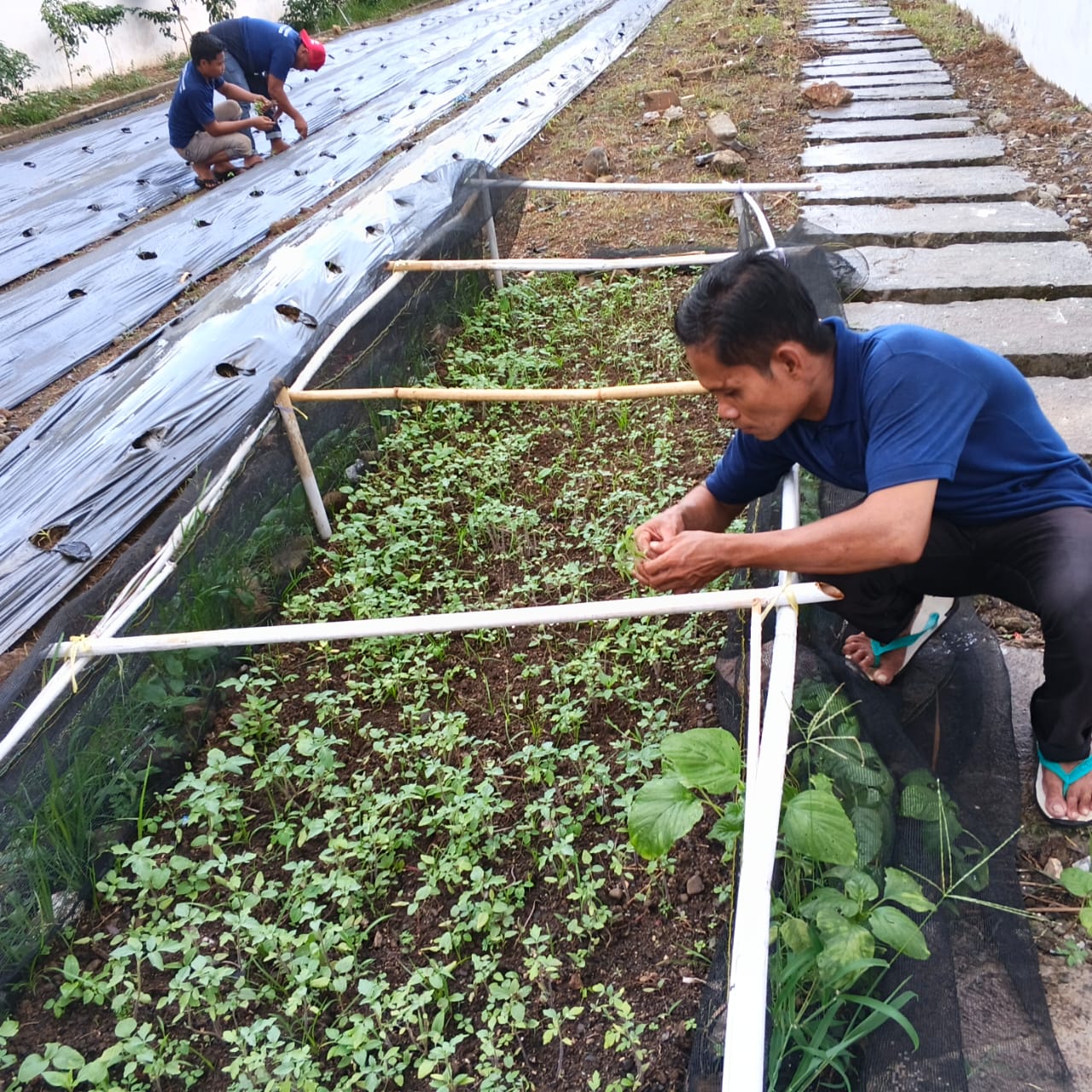 Lapas Boalemo Optimalkan Program Pembinaan Kemandirian melalui Budidaya Tomat