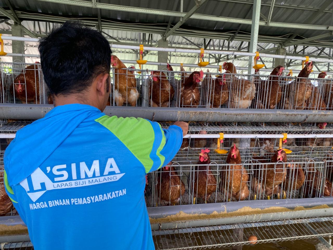 Komitmen Dukung Asta Cita Presiden, Lapas Malang Panen 1.500 Telur