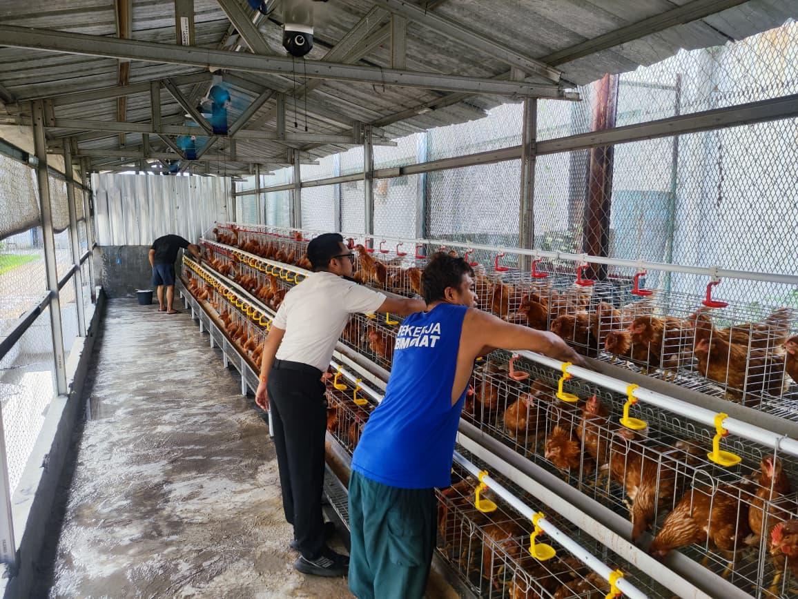 Rutan Cipinang Asah Potensi Warga Binaan melalui Peternakan Ayam Petelur