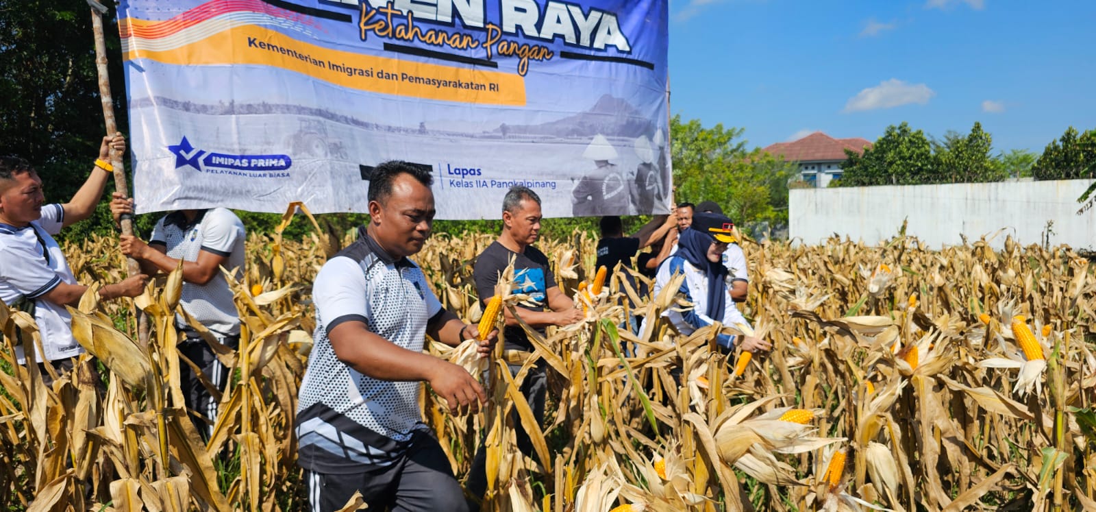 Lapas Pangkalpinang Panen 441 Kg Jagung Pipil Hasil Budidaya Warga Binaan