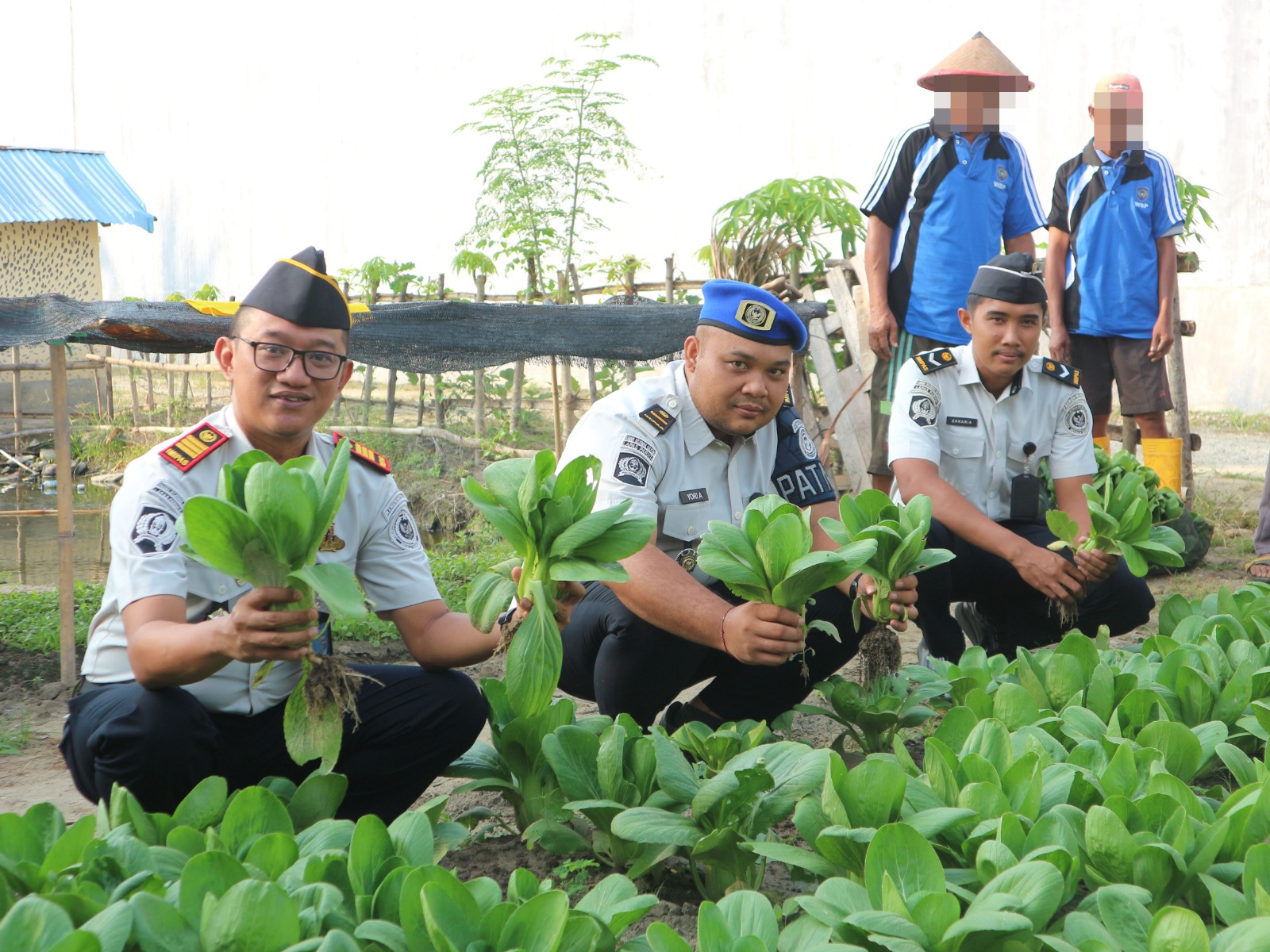 Wujudkan Pembinaan Kemandirian, Lapas Parigi Sukses Panen Raya Pakcoy dan Terong
