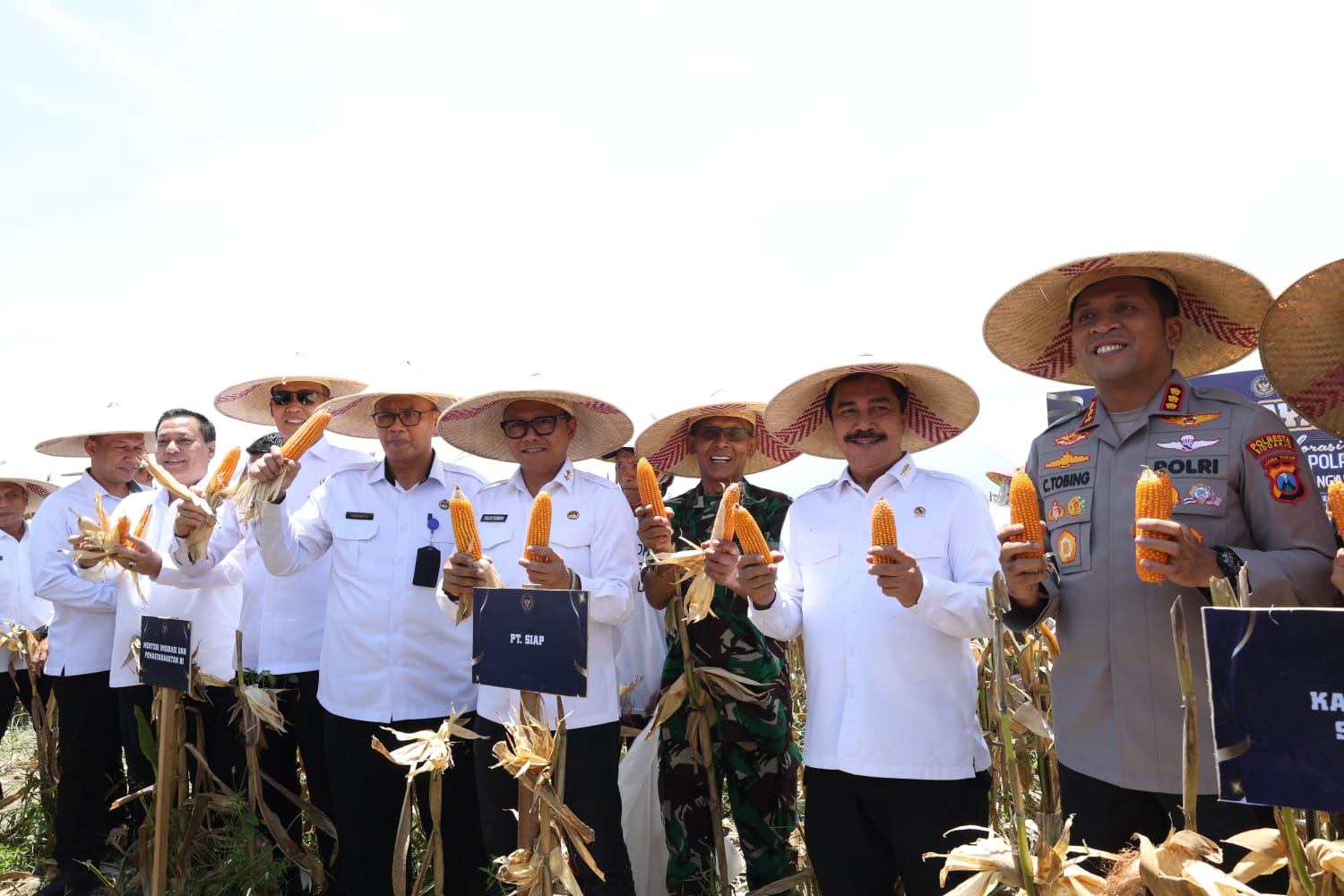 Jagung 1