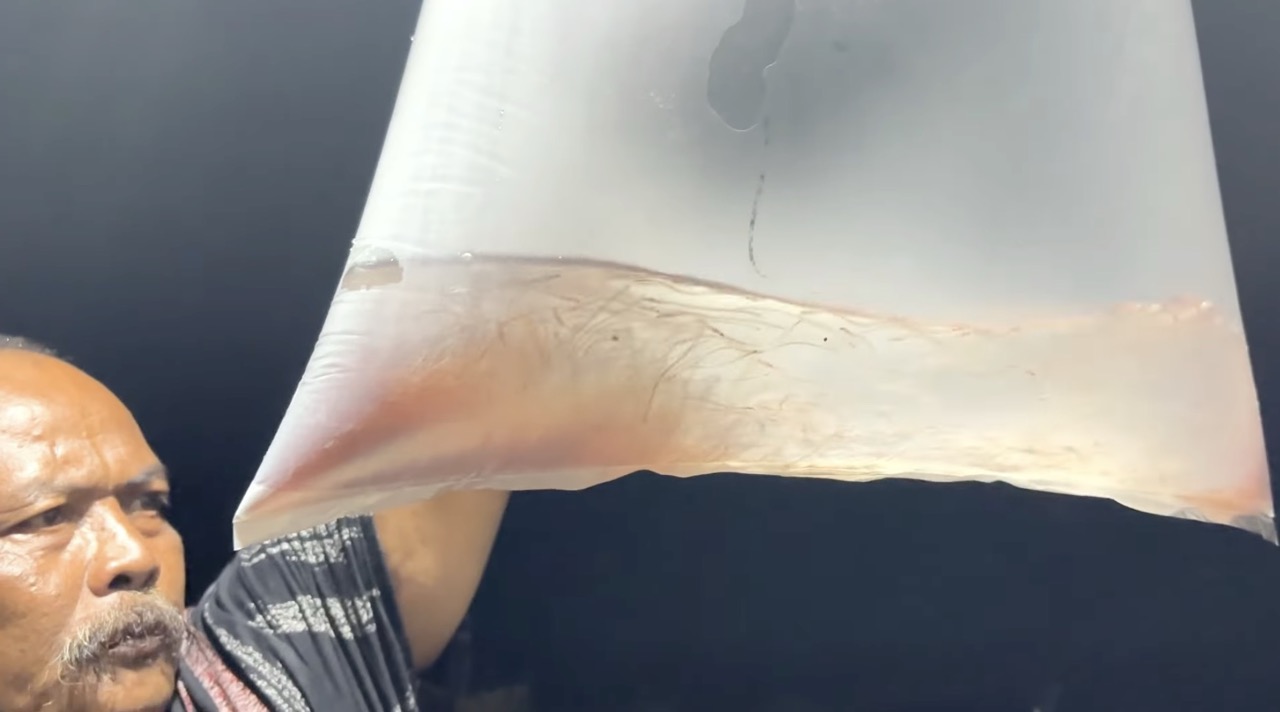glass_eel.jpeg